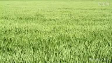 风中的绿色麦田